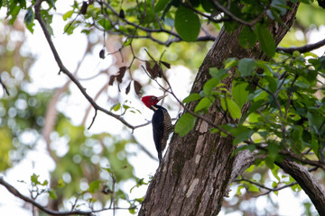 A Pale-billed Woodpecker in Costa Rica