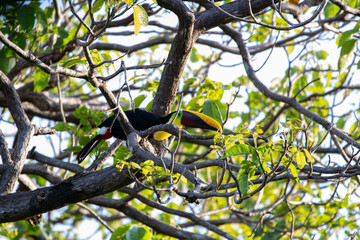 A Yellow-throated Toucan in Costa Rica