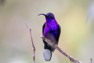 A Violet Sabrewing in Costa Rica