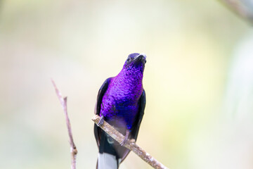 A Violet Sabrewing in Costa Rica