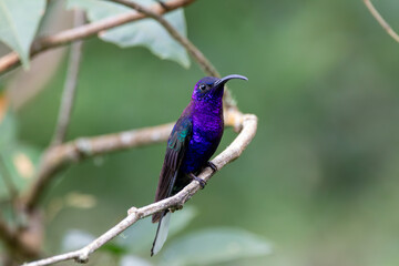 A Violet Sabrewing in Costa Rica