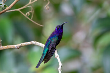 A Violet Sabrewing in Costa Rica