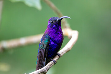 A Violet Sabrewing in Costa Rica
