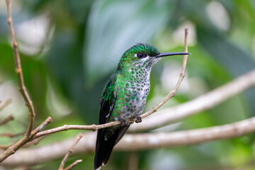 A Green-crowned Brilliant in Costa Rica
