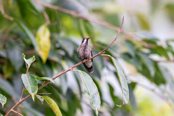 A Brown Violetear in Costa Rica