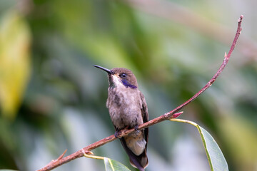 A Brown Violetear in Costa Rica
