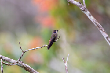 A Brown Violetear in Costa Rica