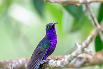 A Violet Sabrewing in Costa Rica