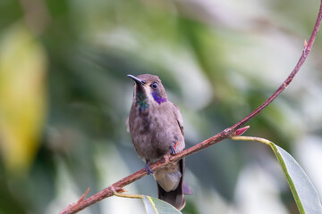 A Brown Violetear in Costa Rica