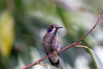 A Brown Violetear in Costa Rica