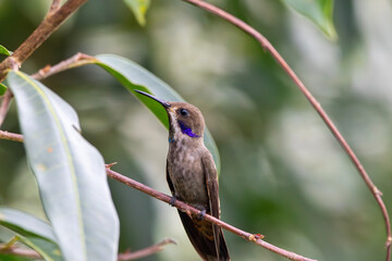 A Brown Violetear in Costa Rica