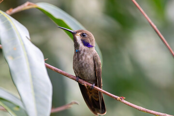 A Brown Violetear in Costa Rica