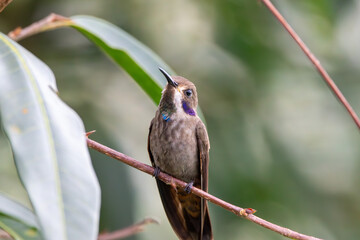 A Brown Violetear in Costa Rica