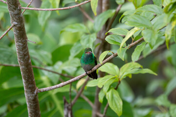 A Rufous-tailed Hummingbird in Costa Rica