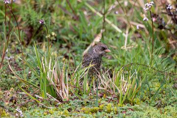 A Volcano Junco in Costa Rica