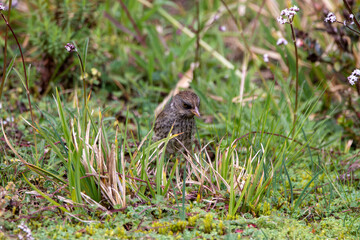 A Volcano Junco in Costa Rica