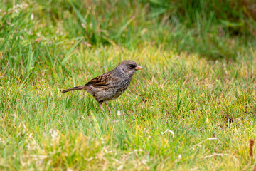 Obraz premium A Volcano Junco in Costa Rica