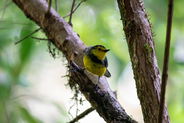 A Collared Redstart in Costa Rica