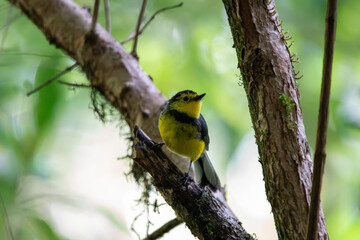 A Collared Redstart in Costa Rica