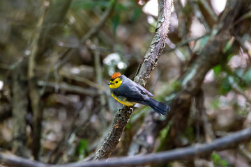 A Collared Redstart in Costa Rica