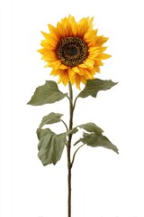 Obraz premium Single sunflower with long stem and leaves