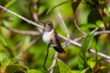 A Volcano Hummingbird in Costa Rica