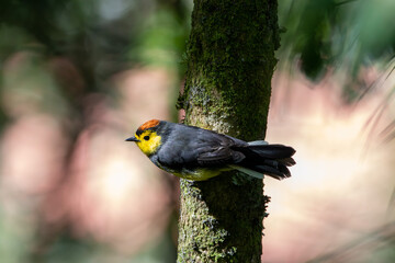 A Collared Redstart in Costa Rica