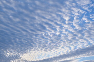 初秋のいわし雲