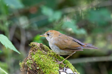 A Ruddy-capped Nightingale-Thrush in Costa Rica