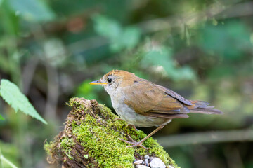 A Ruddy-capped Nightingale-Thrush in Costa Rica