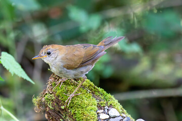 A Ruddy-capped Nightingale-Thrush in Costa Rica