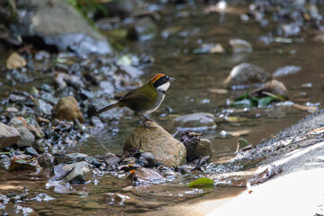 A Chestnut-capped Brushfinch in Costa Rica