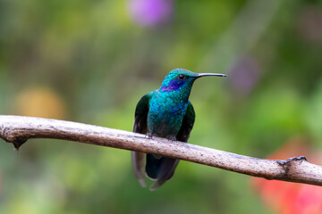 A Lesser Violetear in Costa Rica