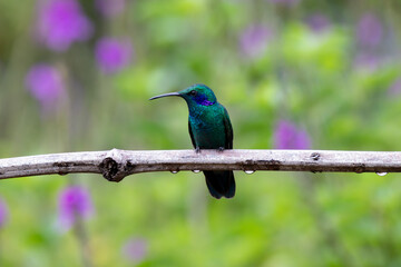 A Lesser Violetear in Costa Rica