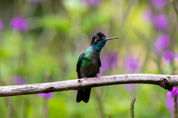 A Talamanca Hummingbird in Costa Rica