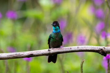A Talamanca Hummingbird in Costa Rica