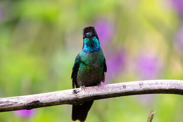 A Talamanca Hummingbird in Costa Rica