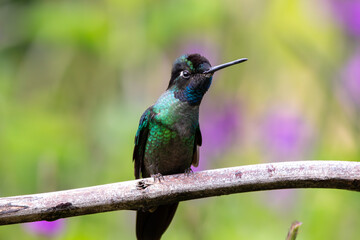 A Talamanca Hummingbird in Costa Rica