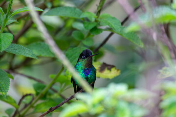 A Fiery-throated Hummingbird in Costa Rica