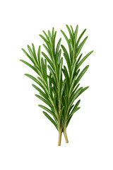 Fototapeta premium Fresh Rosemary Sprigs Culinary Herb Green Aromatic High quality Realistic image.