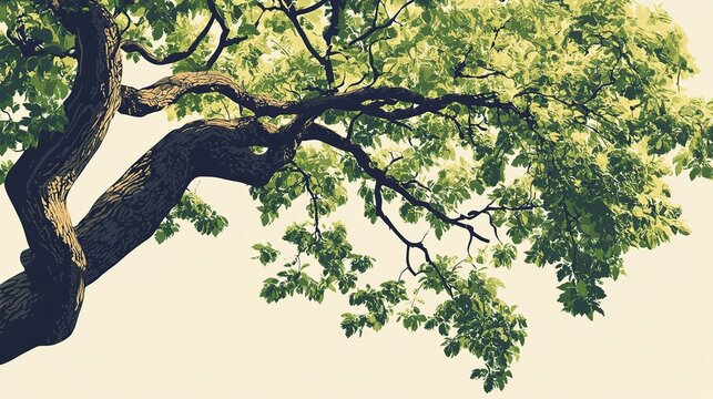 tree, isolated, green, nature, leaf, white, p
