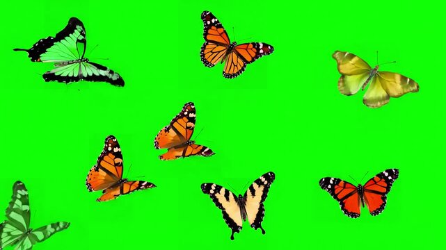 Insect Animation with colorful butterflies flying wings flapping on green screen background distortion, overlay, glitch, static noise, scan lines black background, 4k animated video loop