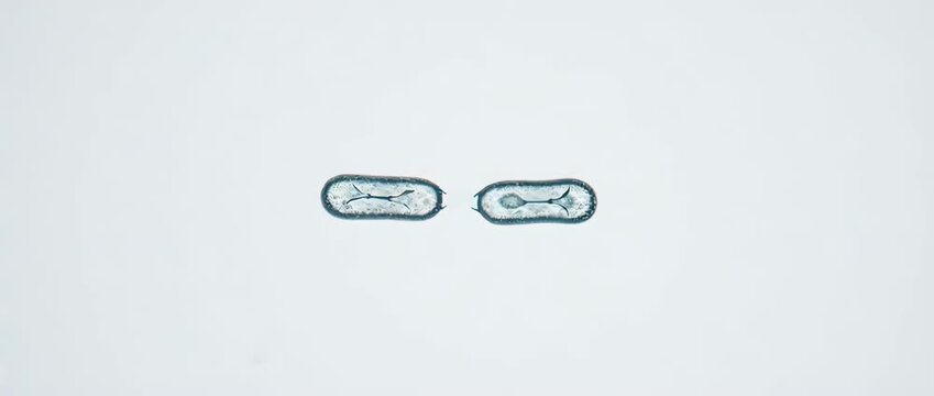 A clear, educational animation of a bacterium reproducing. Ideal for biology textbooks, presentations, and e-learning.