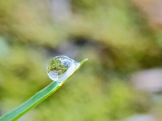 aesthetic dew drops on the surface of grass leaves in the morning