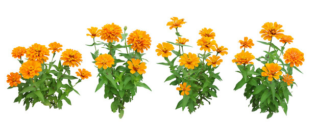 ジニア・プレシオーサオレンジ