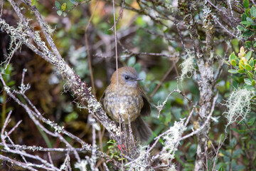 A Black-billed Nightingale-Thrush in Costa Rica