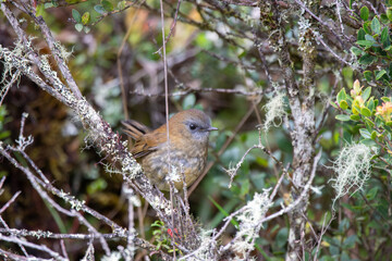 A Black-billed Nightingale-Thrush in Costa Rica