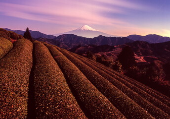 夜明けの富士山と茶畑　静岡県静岡市清水区吉原にて