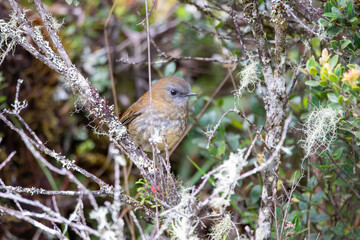 A Black-billed Nightingale-Thrush in Costa Rica