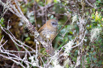 A Black-billed Nightingale-Thrush in Costa Rica